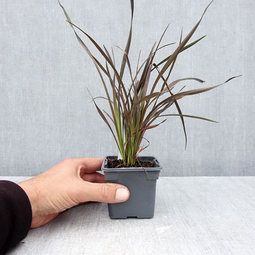 Esemplare di Phormium Platts Black - Lino della Nuova Zelanda Vasetto da 8/9 cm come consegnato in autunno