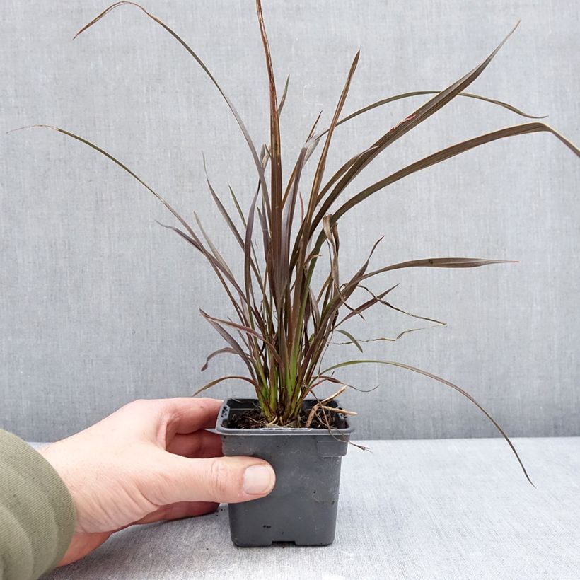 Phormium Platts Black - Lino della Nuova Zelanda Vasetto da 8/9 cm esemplare consegnato in inverno