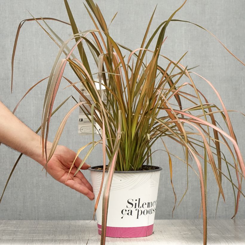 Phormium Rainbow Maiden - Lino della Nuova Zelanda Vaso da 3L/4L esemplare consegnato in primavera