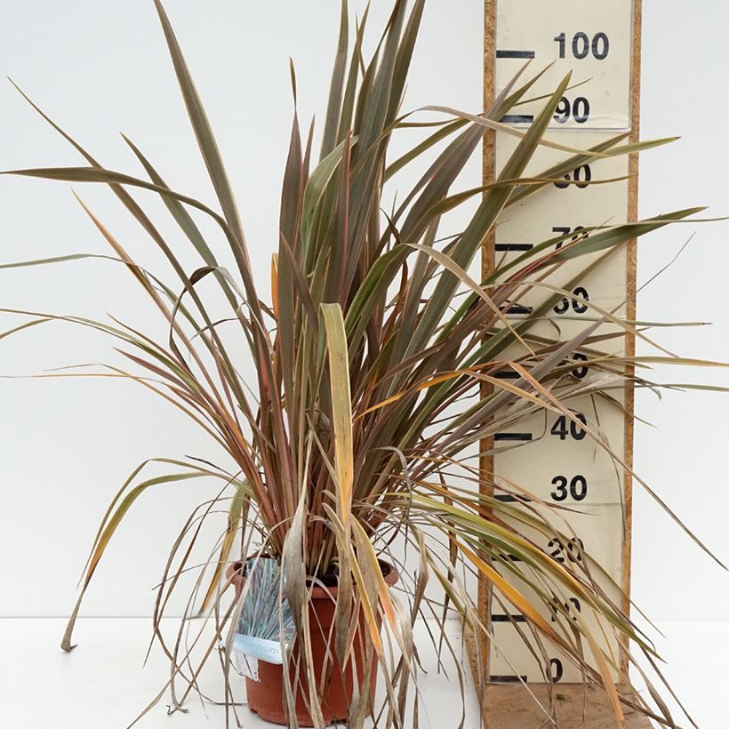 Esemplare di Phormium Rainbow Queen - Lino della Nuova Zelanda Vaso da 7,5L/10L come consegnato in autunno