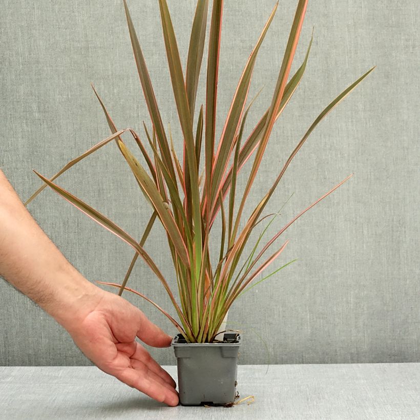 Phormium Sundowner - Lino della Nuova Zelanda Vasetto da 8/9 cm esemplare consegnato in primavera