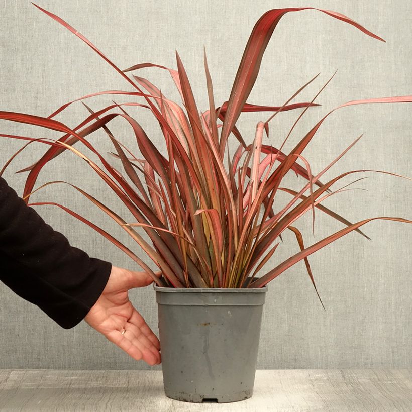Esemplare di Phormium Evening Glow - Lino della Nuova Zelanda Vaso da 4L/5L come consegnato in autunno