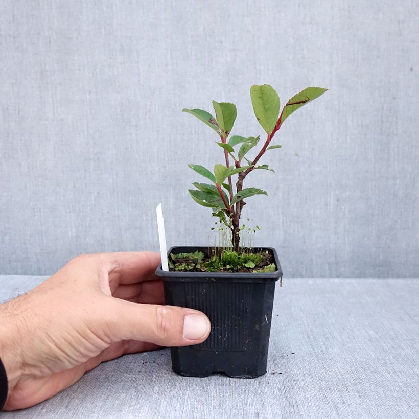 Esemplare di Fotinia Carré Rouge Vasetto da 8/9 cm come consegnato in autunno