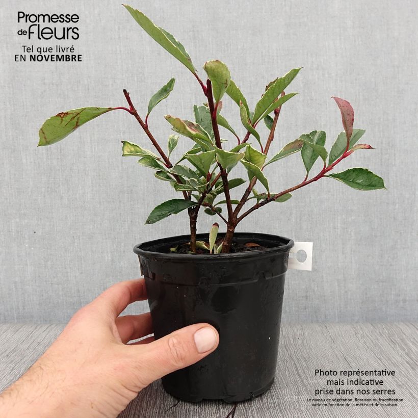 Esemplare di Fotinia Pink Marble Vaso da 1L/1,5L come consegnato in autunno