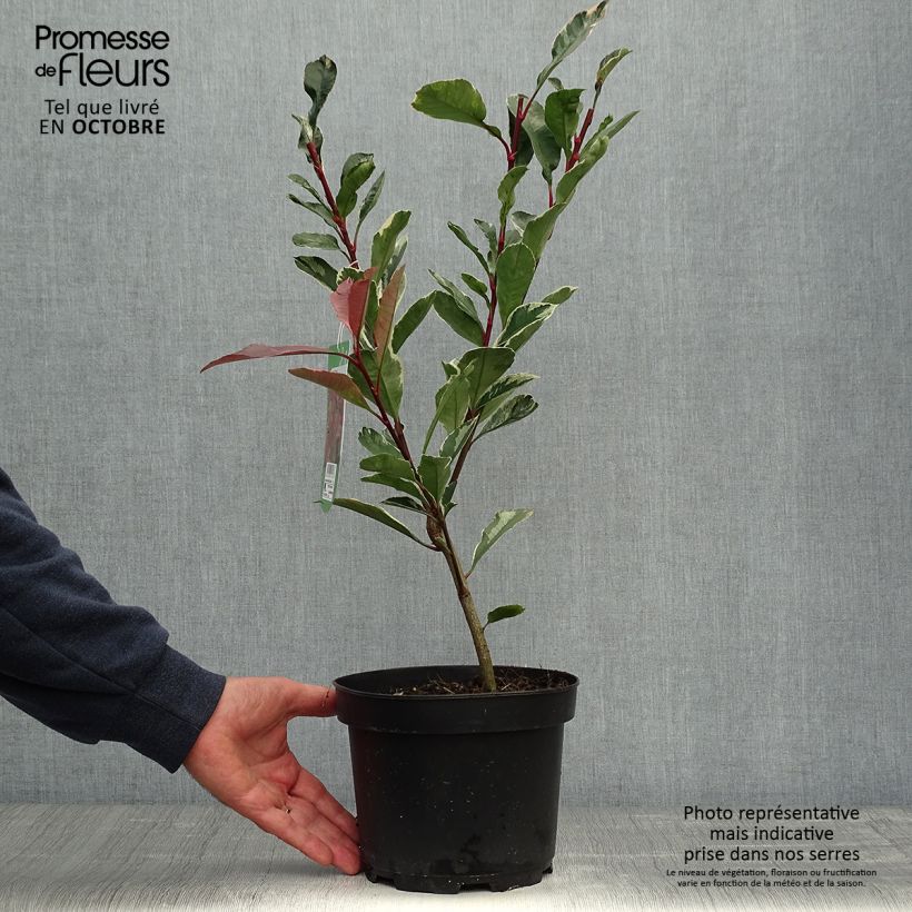 Esemplare di Fotinia Pink Marble Vaso da 2L/3L come consegnato in autunno