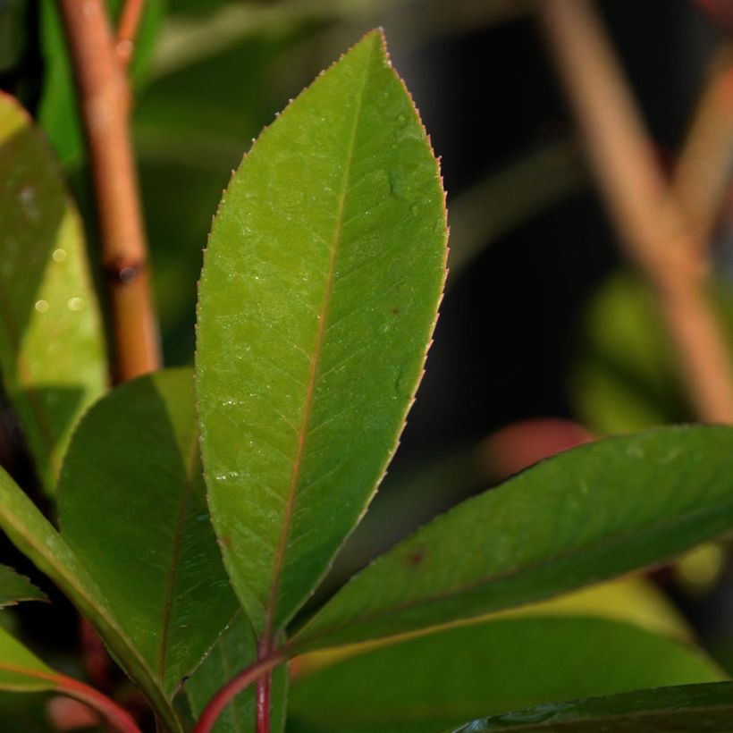Fotinia Red Robin (Fogliame)