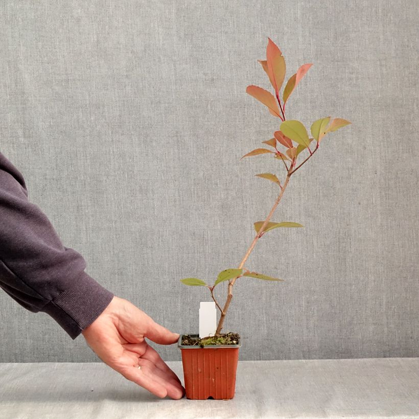 Esemplare di Fotinia Little Red Robin Vasetto da 8/9 cm come consegnato in autunno