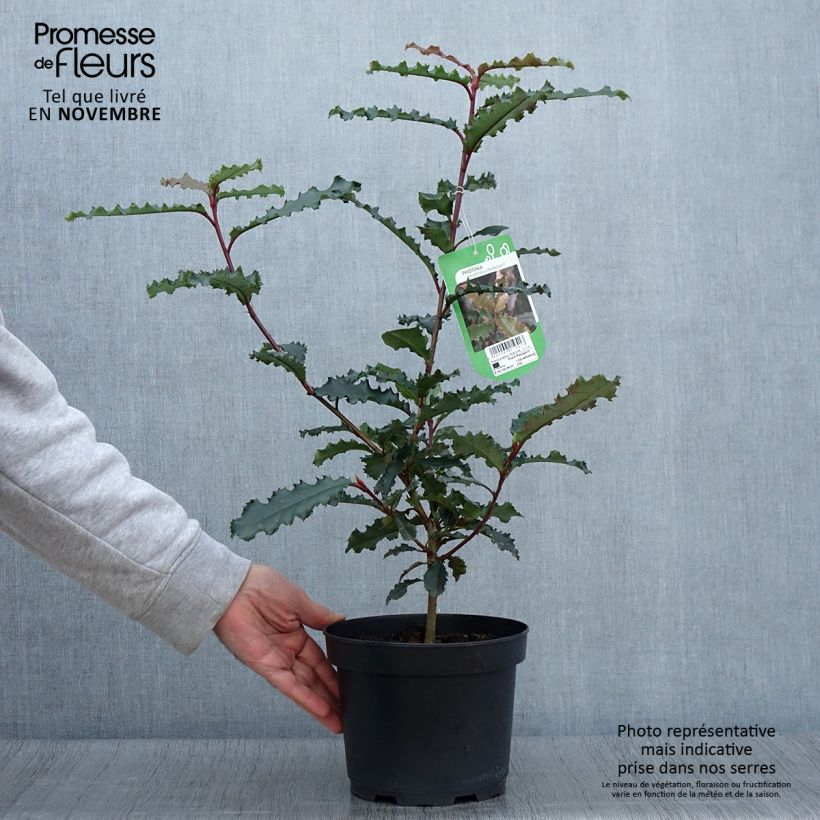 Esemplare di Photinia serratifolia Crunchy - Fotinia Vaso da 2L/3L come consegnato in autunno