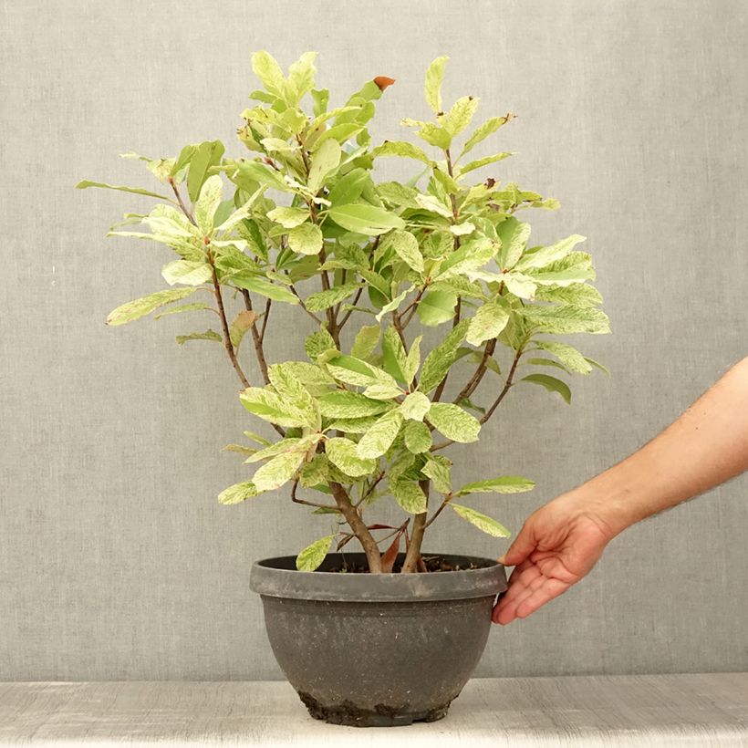 Esemplare di Photinia serratifolia Pink Crispy - Fotinia Vaso da 6L/7L consegnato in estate