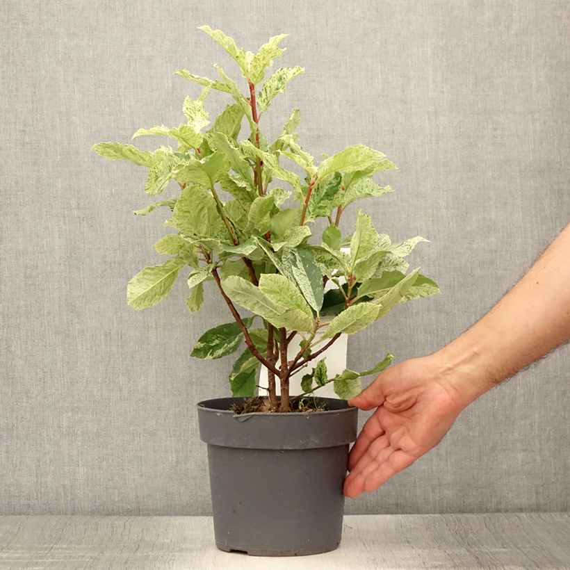 Esemplare di Photinia serratifolia Pink Crispy - Fotinia Vaso da 2L/3L consegnato in estate
