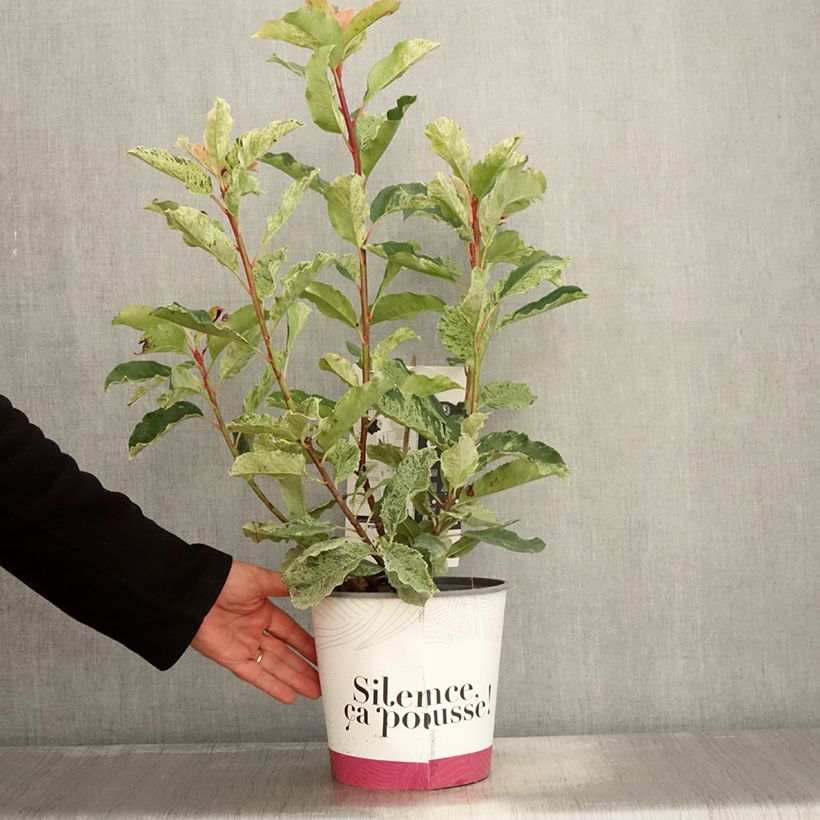 Esemplare di Photinia serratifolia Pink Crispy - Fotinia Vaso da 4L/5L come consegnato in autunno