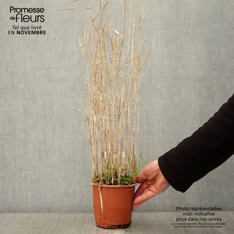 Esemplare di Phragmites australis - Cannuccia di palude Vaso da 1L/1,5L come consegnato in autunno