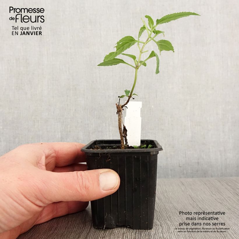 Phygelius capensis Vasetto da 8/9 cm esemplare consegnato in inverno