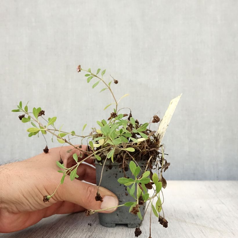 Esemplare di Phyla nodiflora var. canescens - Erba Luigia americana Vasetto da 7/8 cm come consegnato in autunno