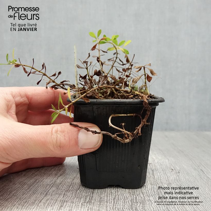 Phyla nodiflora var. canescens - Erba Luigia americana Vasetto da 7/8 cm esemplare consegnato in inverno