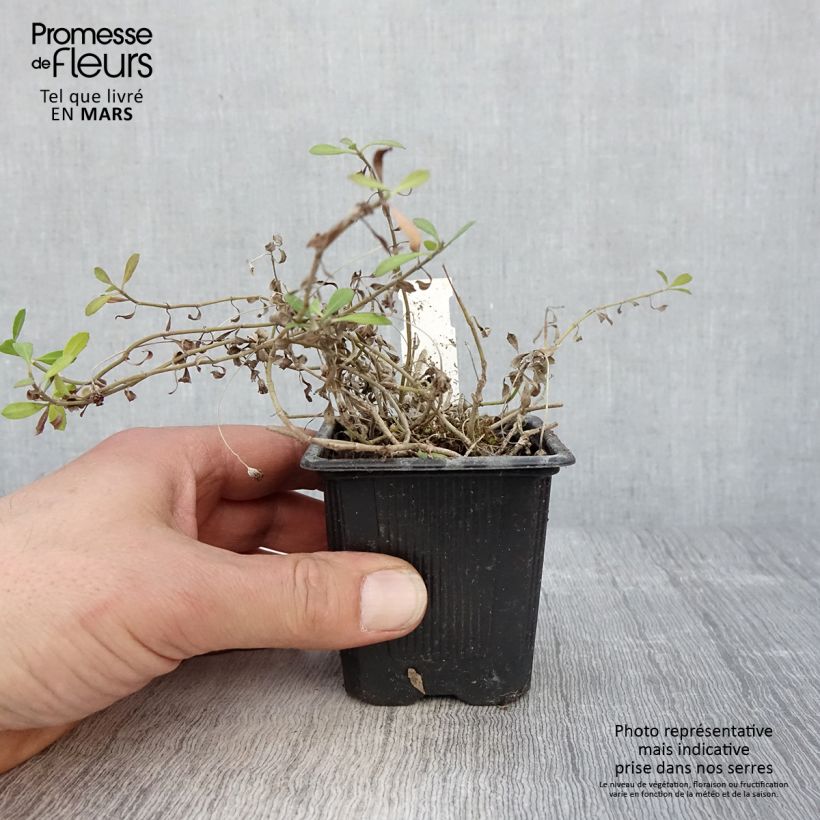 Phyla nodiflora var. canescens - Erba Luigia americana Vasetto da 7/8 cm esemplare consegnato in primavera