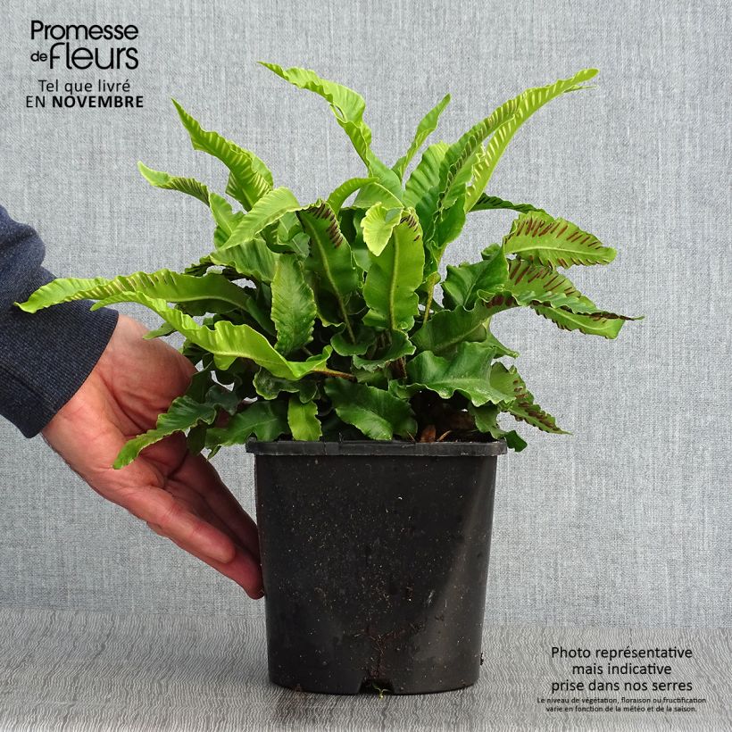 Esemplare di Phyllitis scolopendrium - Asplenio Vaso da 2L/3L come consegnato in autunno