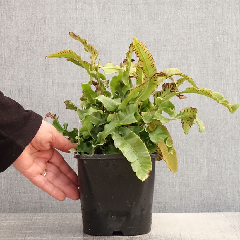 Phyllitis scolopendrium - Asplenio Vaso da 2L/3L esemplare consegnato in primavera