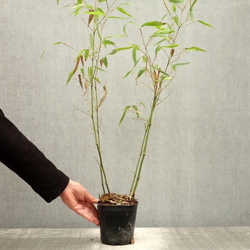 Esemplare di Phyllostachys atrovaginata Green Perfume Vaso da 2L/3L come consegnato in autunno