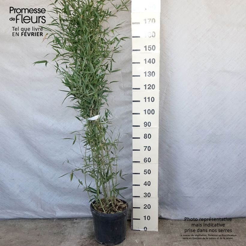 Phyllostachys aurea Holochrysa - Bambù dorato Vaso da 12L/15L esemplare consegnato in inverno