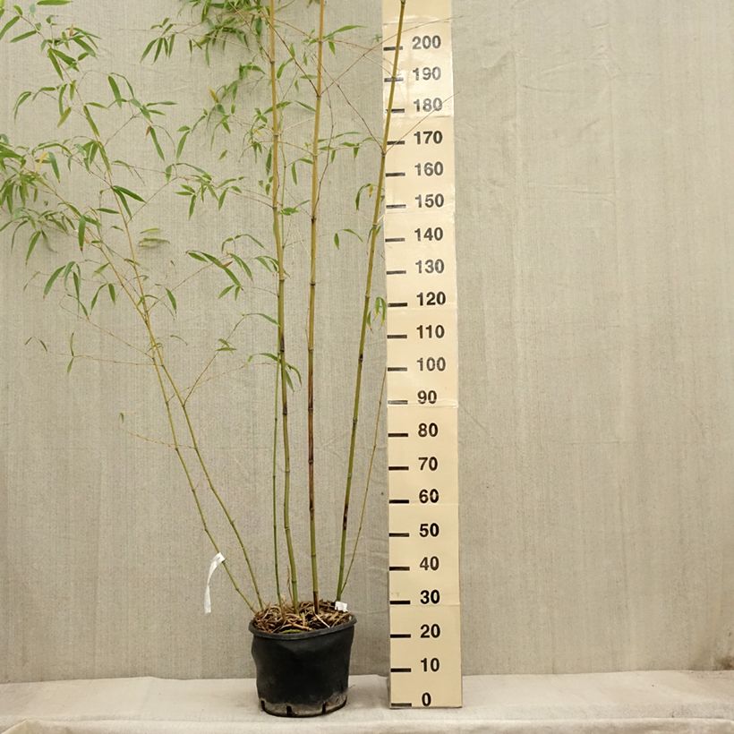 Esemplare di Phyllostachys flexuosa - Bambù Vaso da 12L/15L come consegnato in autunno
