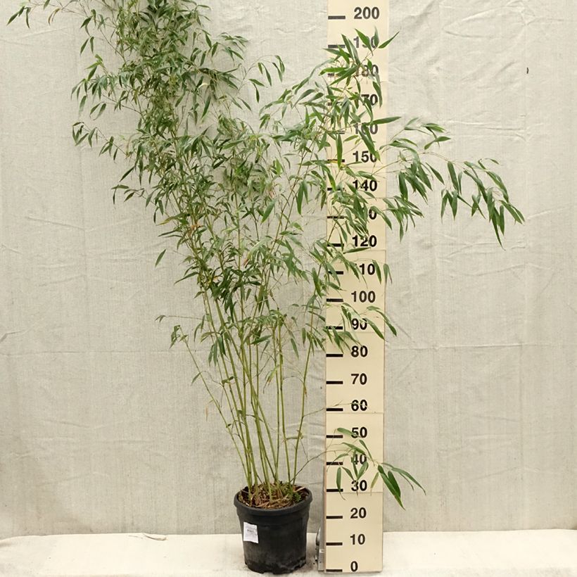 Phyllostachys flexuosa - Bambù Vaso da 12L/15L esemplare consegnato in primavera