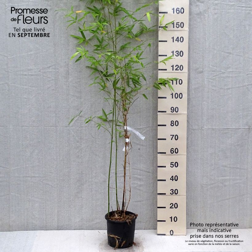 Esemplare di Phyllostachys glauca - Bambù blu Vaso da 4L/5L come consegnato in autunno