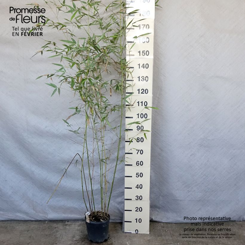 Phyllostachys glauca - Bambù blu Vaso da 4L/5L esemplare consegnato in inverno