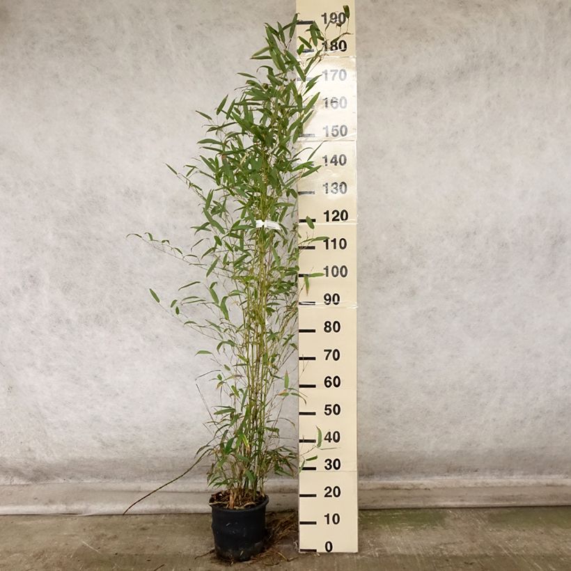 Esemplare di Phyllostachys heteroclada - Bambù d'acqua Vaso da 4L/5L come consegnato in autunno