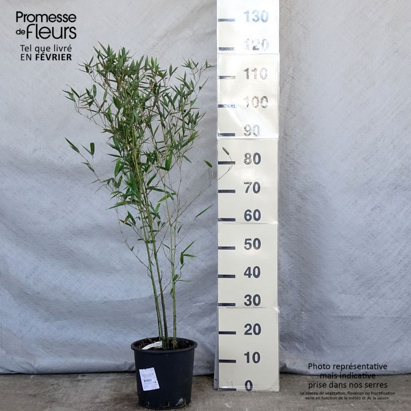 Phyllostachys heteroclada - Bambù d'acqua Vaso da 4L/5L esemplare consegnato in inverno