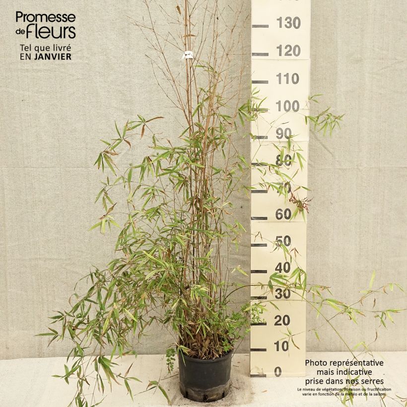 Phyllostachys humilis - Bambù medio Vaso da 4L/5L esemplare consegnato in inverno