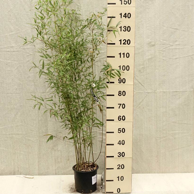 Phyllostachys humilis - Bambù medio Vaso da 4L/5L esemplare consegnato in primavera