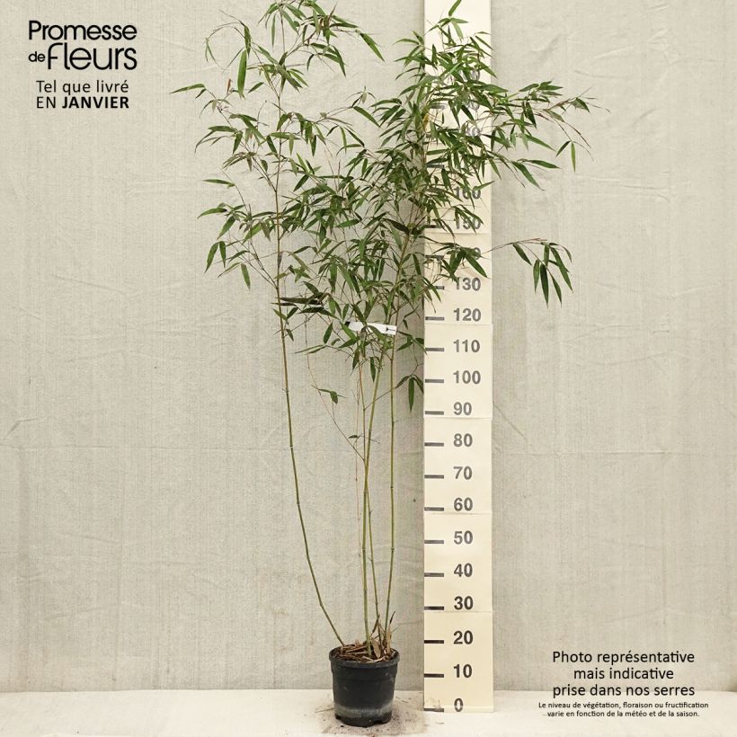 Phyllostachys iridescens - Bambù Vaso da 4L/5L esemplare consegnato in inverno
