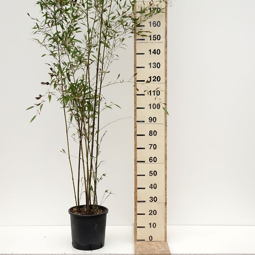 Phyllostachys nigra Boryana - Bambù nero Vaso da 12L/15L esemplare consegnato in inverno