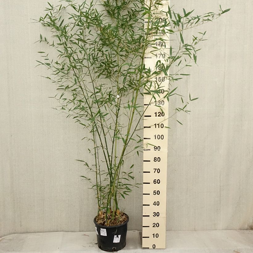 Esemplare di Phyllostachys parviflora - Bambù gigante Vaso da 12L/15L come consegnato in autunno