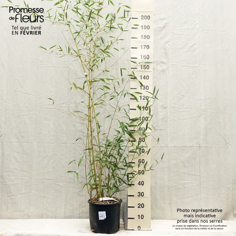 Phyllostachys parviflora - Bambù gigante Vaso da 12L/15L esemplare consegnato in inverno