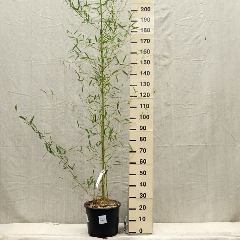 Phyllostachys parviflora - Bambù gigante Vaso da 12L/15L esemplare consegnato in primavera
