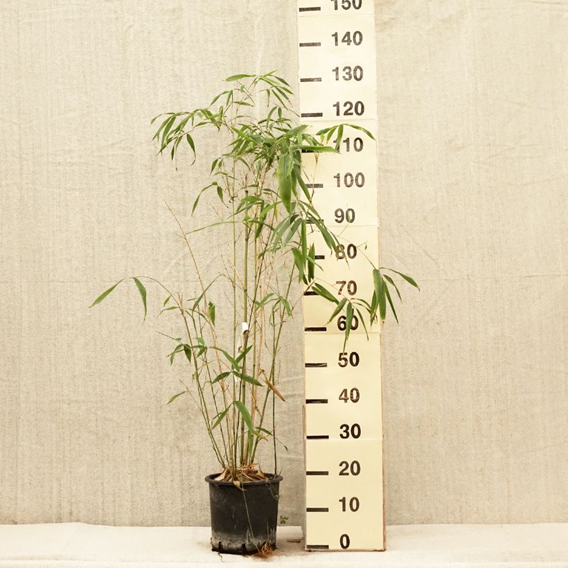 Phyllostachys rubromarginata - Bambù medio Vaso da 4L/5L esemplare consegnato in primavera