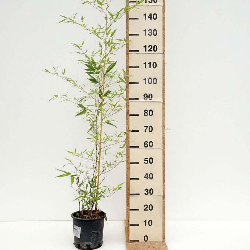 Esemplare di Phyllostachys viridis Sulphurea - Bambù Vaso da 4L/5L consegnato in estate