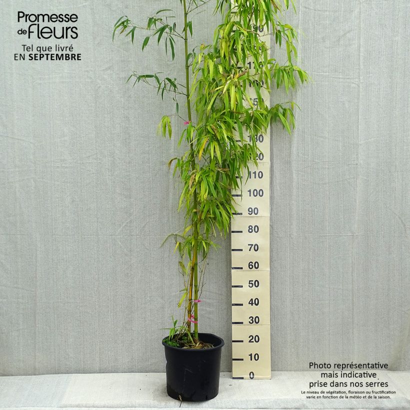 Esemplare di Phyllostachys vivax Huangwenzhu - Bambù gigante d'Avorio Vaso da 12L/15L come consegnato in autunno