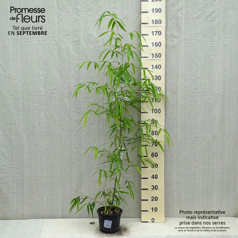 Esemplare di Phyllostachys vivax Huangwenzhu - Bambù gigante d'Avorio Vaso da 4L/5L come consegnato in autunno