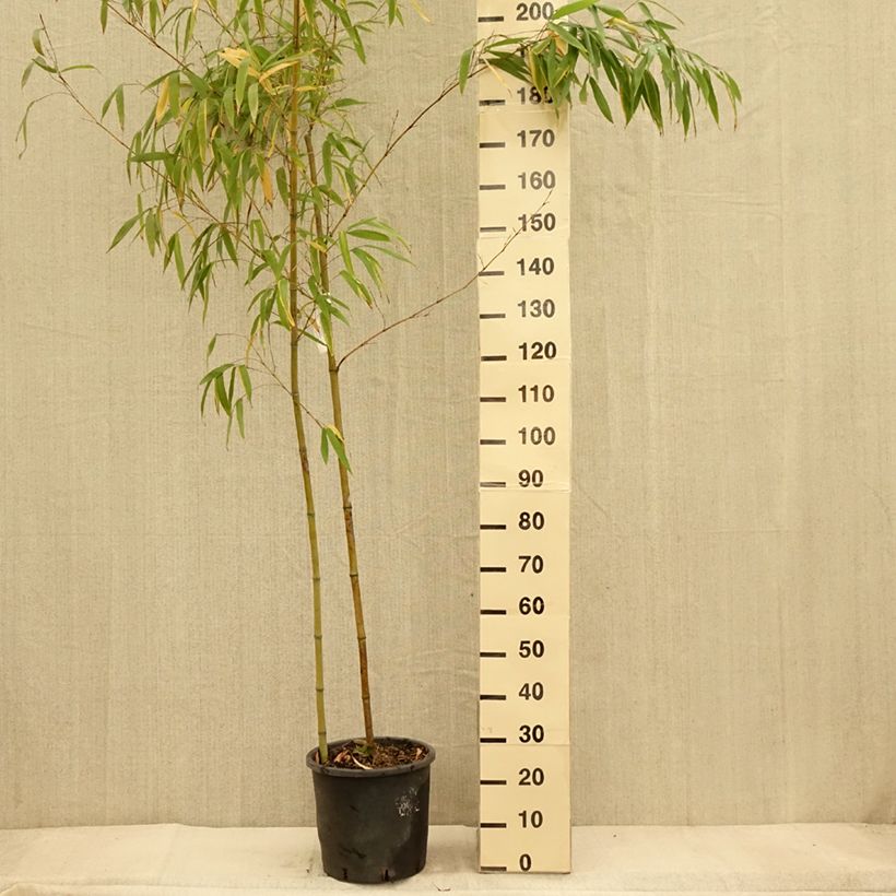 Esemplare di Phyllostachys vivax MacClure - Bambù gigante d'Avorio Vaso da 12L/15L come consegnato in autunno
