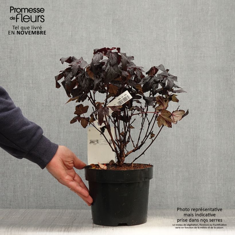 Esemplare di Physocarpus opulifolius Rubella Vaso da 2L/3L come consegnato in autunno