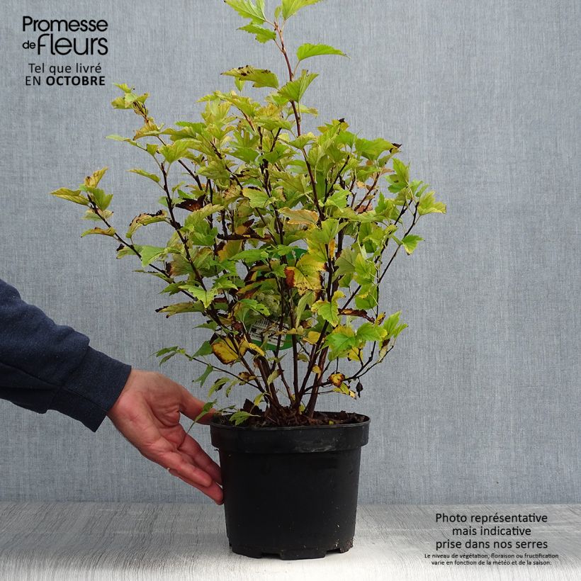 Esemplare di Physocarpus opulifolius Dart's Gold Vaso da 3L/4L come consegnato in autunno