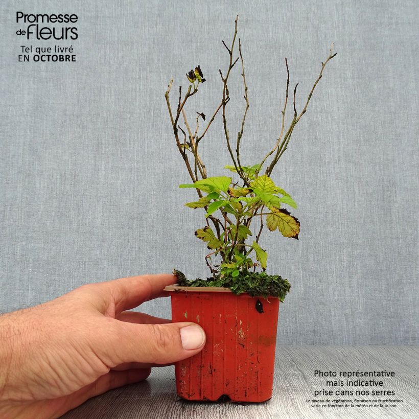 Esemplare di Physocarpus opulifolius Dart's Gold Vasetto da 8/9 cm come consegnato in autunno