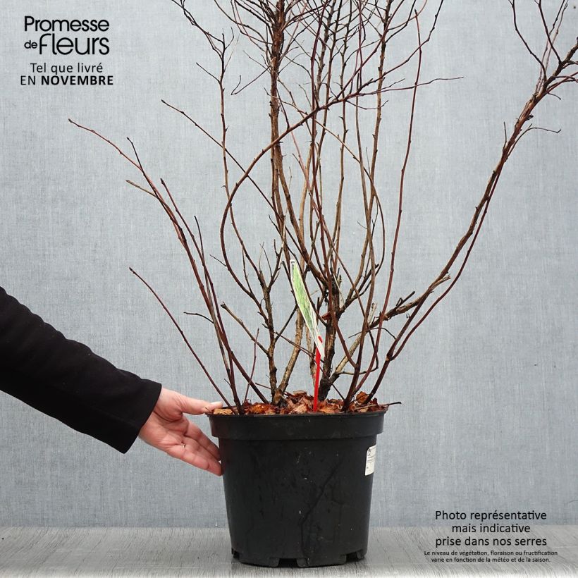 Esemplare di Physocarpus opulifolius Dart's Gold Vaso da 6L/7L come consegnato in autunno