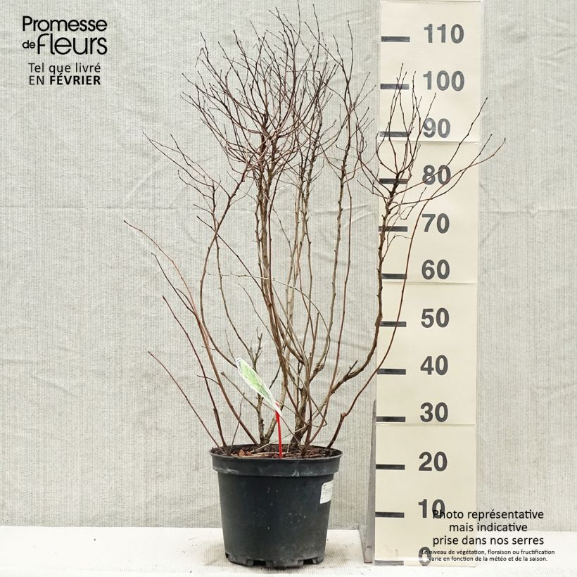 Physocarpus opulifolius Dart's Gold Vaso da 6L/7L esemplare consegnato in inverno