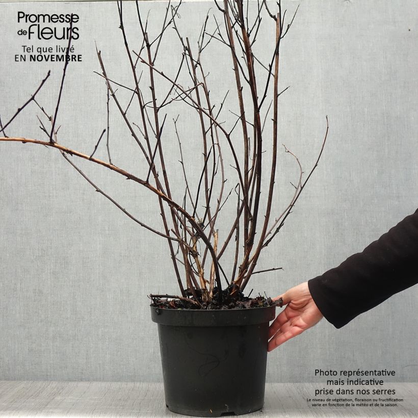 Esemplare di Physocarpus opulifolius Midnight Vaso da 7,5L/10L come consegnato in autunno