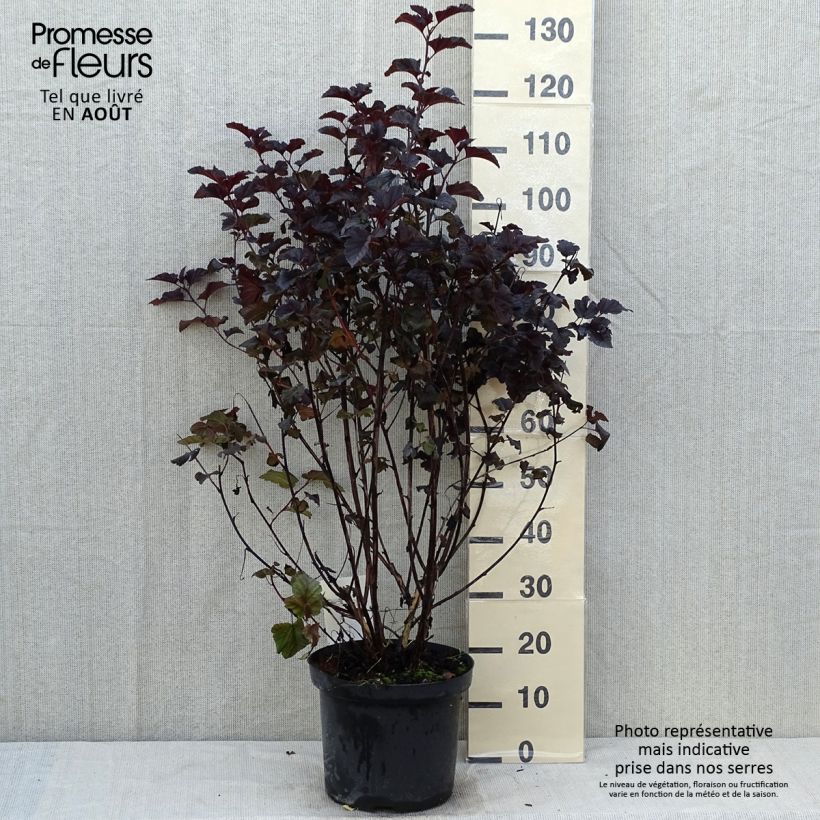 Esemplare di Physocarpus opulifolius Midnight Vaso da 7,5L/10L consegnato in estate