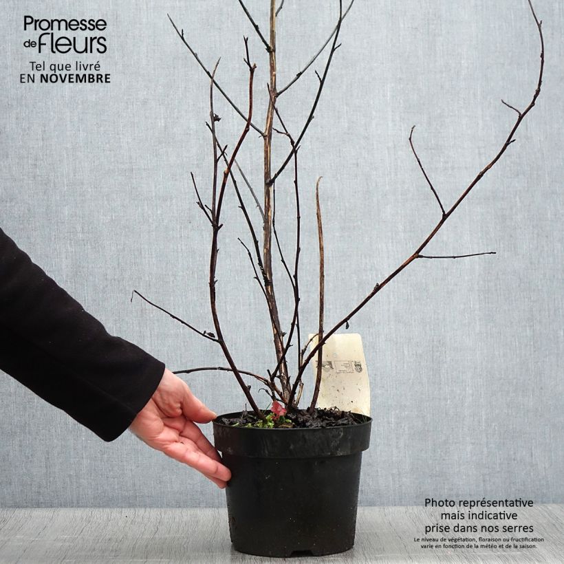 Esemplare di Physocarpus opulifolius Midnight Vaso da 3L/4L come consegnato in autunno